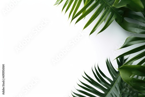 Tropical leaves natural on white background copy space. Frame with copy space for text.