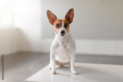 Terrier sits on vet clinic table © Prostock-studio