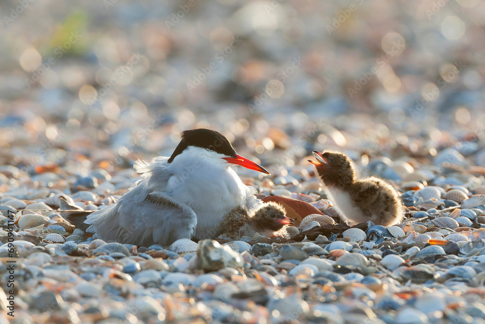 Common Tern, Sterna hirundo