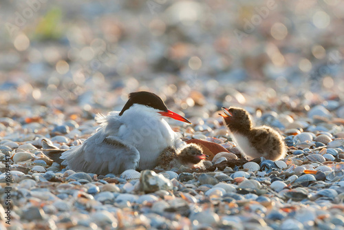 Obraz na płótnie Common Tern, Sterna hirundo w salonie