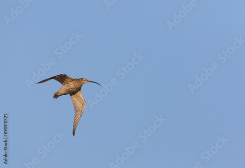 Eurasian Curlew, Numenius arquata