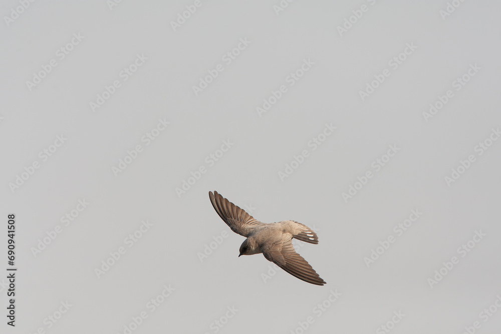 Fototapeta premium Pale Crag Martin, Ptyonoprogne obsoleta
