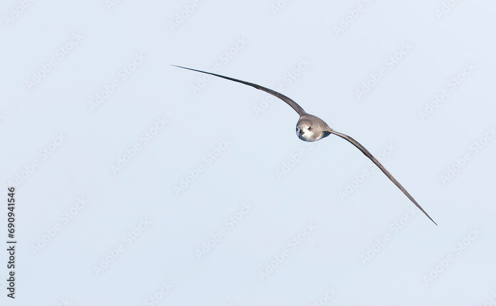 Zino's Petrel, Pterodroma madeira Zino's Petrel, Pterodroma madeira