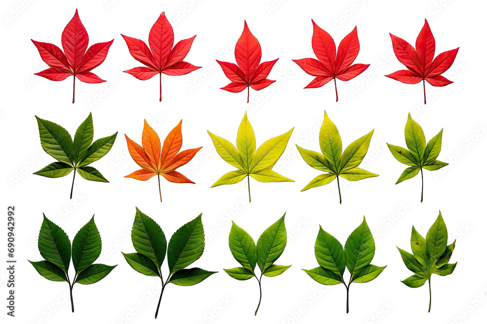 Different Small Elegant Green And Red Poinsettias Leaves On Transparent Background