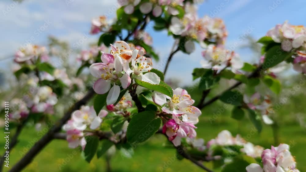 Close-up view of white and pink flowers on apple tree branch swaying in the wind. Springtime orchard background. Soft focus. Slowmotion handheld video. Beauty in nature theme. Close-up view of white and pink flowers on apple tree branch swaying in the wind. Springtime orchard background. Soft focus. Slowmotion handheld video. Beauty in nature theme.