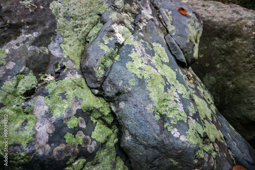 Green moss on the rock in the forest, closeup of photo