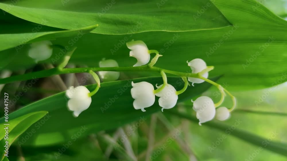 Close-up view of beautiful white Convallaria majalis (Lily of the valley or Mary's tears) flowers against green background. Soft focus. Slow motion handheld vertical video. Beauty in nature theme. Close-up view of beautiful white Convallaria majalis (Lily of the valley or Mary's tears) flowers against green background. Soft focus. Slow motion handheld vertical video. Beauty in nature theme.