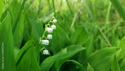 Close-up view of beautiful white Convallaria majalis (Lily of the valley or Mary's tears) flowers against green background. Soft focus. Slow motion handheld video. Beauty in nature theme. photo