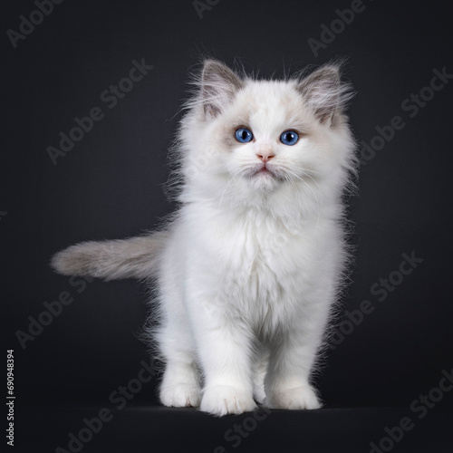 Cute young blue bicolor Ragdoll cat kitten, standing up facing front. Looking straight to camera with blue eyes. Isolated on a black background. © Nynke