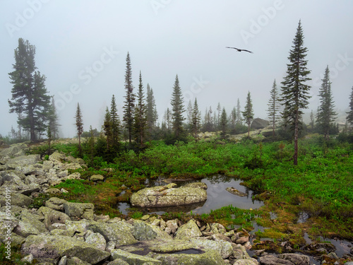 loudy mountain top steep thin forest. Mountains in the grey clouds, green spruce, dark rocks, West Sayans, Russia in summer, magic place of power, peace and quiet, hiking, gorge with kurumnik.