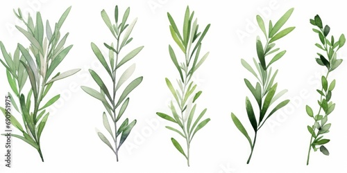 Set of watercolor green leaves rosemary. Collection botanical isolated on white background suitable for Wedding Invitation, save the date, thank you or greeting card, Generative AI photo