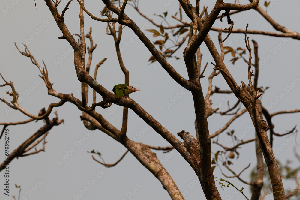 Lineated Barbet in a tree in Chitwan National Park. Lineated Barbet in a tree in Chitwan National Park.