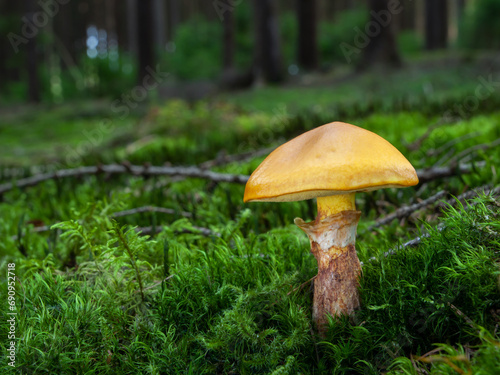 Edible yellow mushroom Suillus grevillei or Grevilles bolete in green moss with beautiful forest in the background