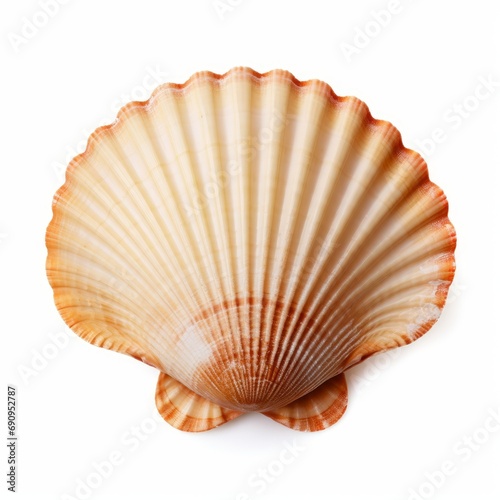 scallop shell (ocean marine animal) isolated on white background cutout, Generative AI