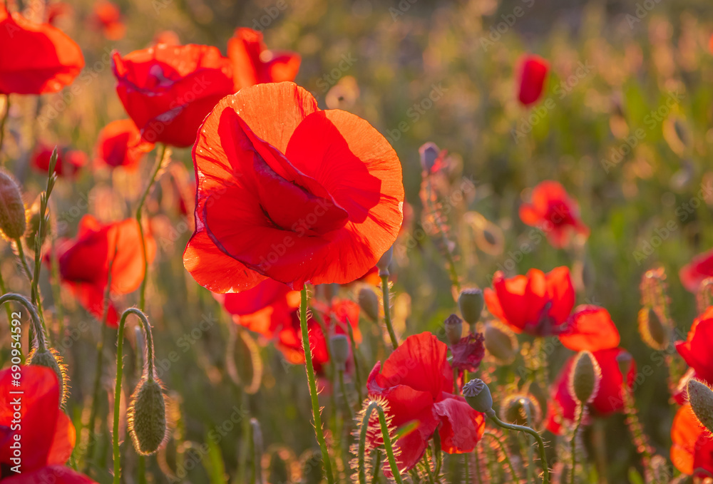 Naklejka premium Fleurs de coquelicots en gros plan dans un champs au printemps.