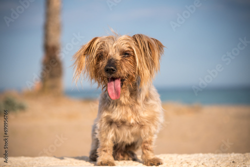Cute Yorkshire terrier dog at beach in summer with tongue out heated doggy