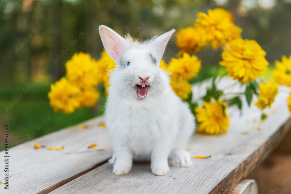 Funny yawning rabbit outdoors in summer