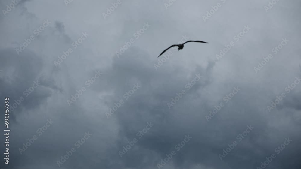 Seagull flying in a cloudy sky Seagull flying in a cloudy sky
