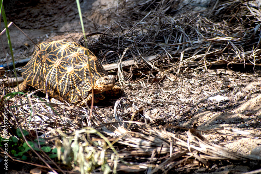 Indian Star Tortoise captured from Gujarat, India.