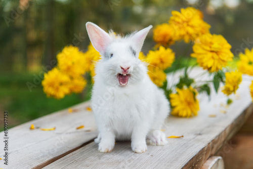 Obraz na płótnie Funny yawning rabbit outdoors in summer w salonie