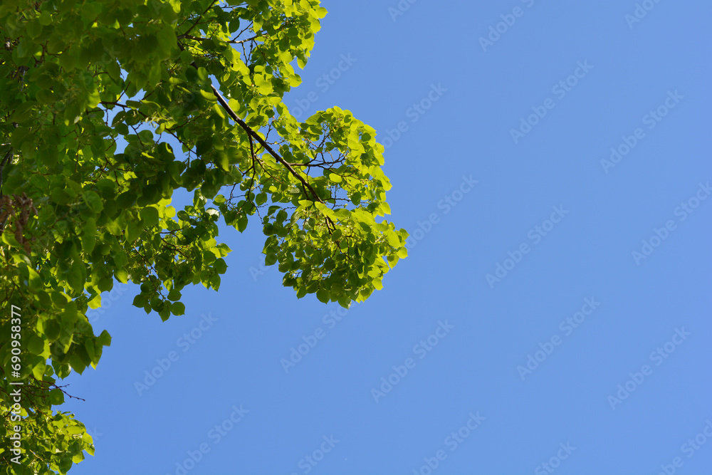 Fototapeta premium Small-leaved lime branches
