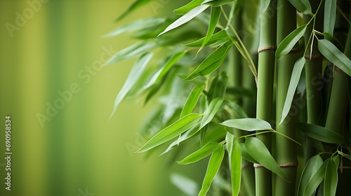 Vertical bamboo shoots with leaves creating a natural pattern  space for text