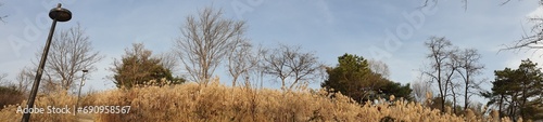 겨울철 맑은 하늘, 앙상한 나무, 계절을 느낄 수 있는 억새풀 풍경의 산자락 & 산책로, 서울 봉화산 - Silver grass, Bonghwasan Mountain, Seoul
