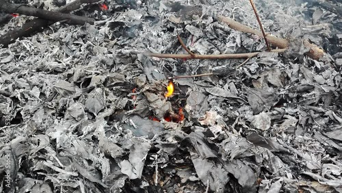 Fire burned leaves on ground and turned them to ashes, with white smoke drifting in wind. Forest burning and garbage burning are causes of global warming.