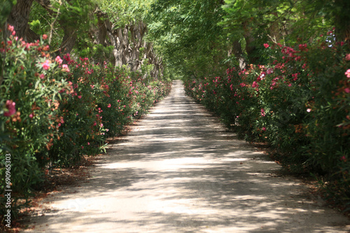 path sand way between flowers