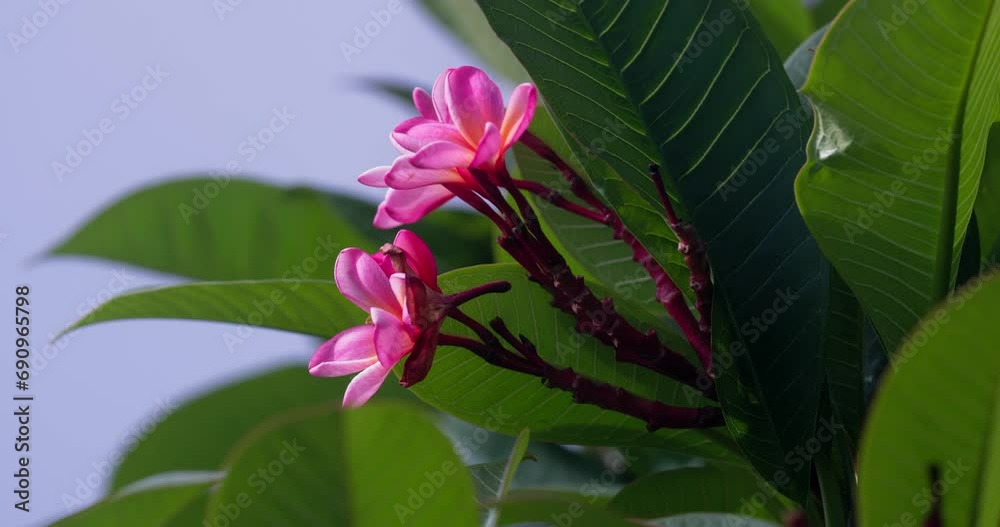 Plumeria also known as frangipani flower in bloom, Bali Plumeria also known as frangipani flower in bloom, Bali