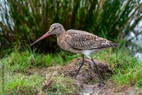 Black-tailed Godwit (Limosa limosa) is a long-billed and long-legged wading bird, which visits British shores in the winter