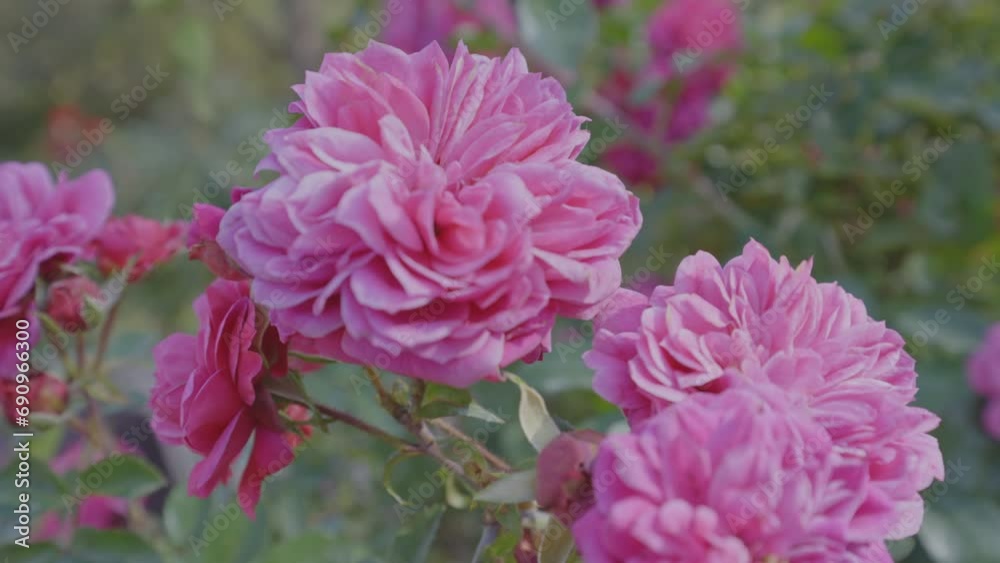Fragrant shrub of pink roses flowers growing in garden of urban park on sunny spring or summer day close up Fragrant shrub of pink roses flowers growing in garden of urban park on sunny spring or summer day close up