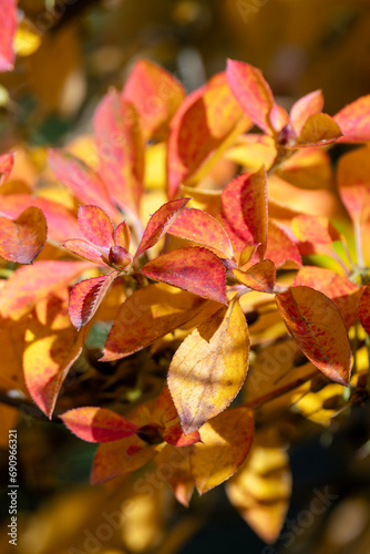 Corylopsis pauciflora a deciduous shrub plant with red leaves colour during the autumn fall, stock photo image