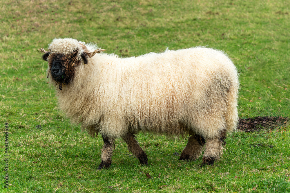 Obraz premium Valais Blacknose Sheep in a lush green meadow on an agricultural farm field, stock photo image