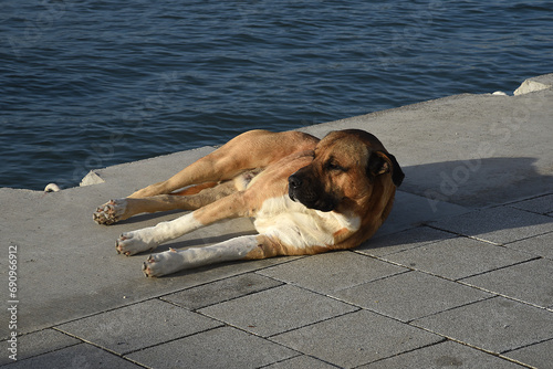 Fototapeta Naklejka Na Ścianę i Meble -  Hund liegt in der Sonne im Hafen am Wasser