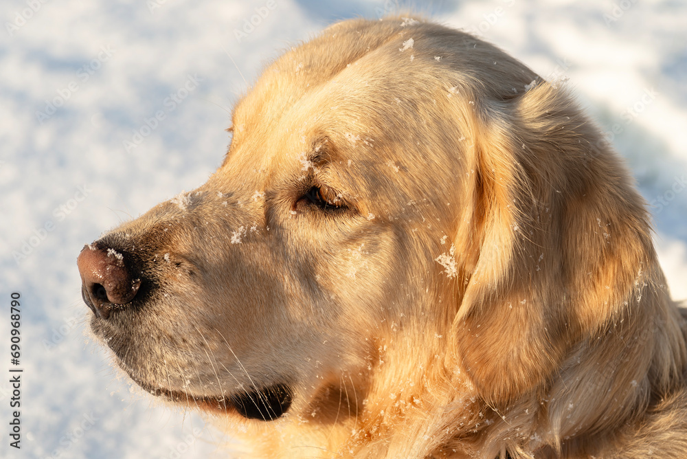 A young golden retriever stands in the snow in the yard, staring into the distance. A young golden retriever stands in the snow in the yard, staring into the distance.