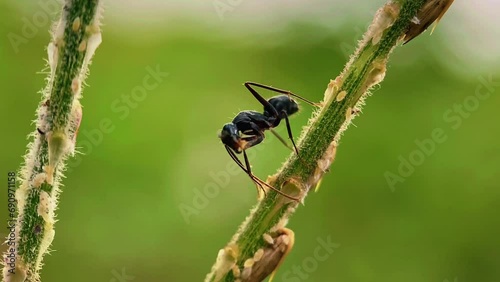Black ants recorded with a macro lens, ants that are very painful if bitten