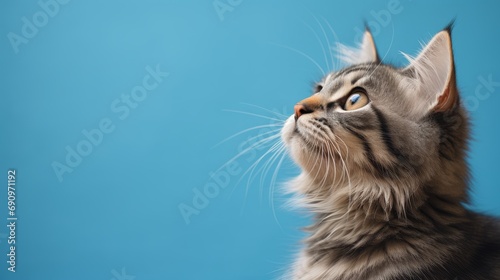 Curious Cat Looking Up with Blue Background AI Generated