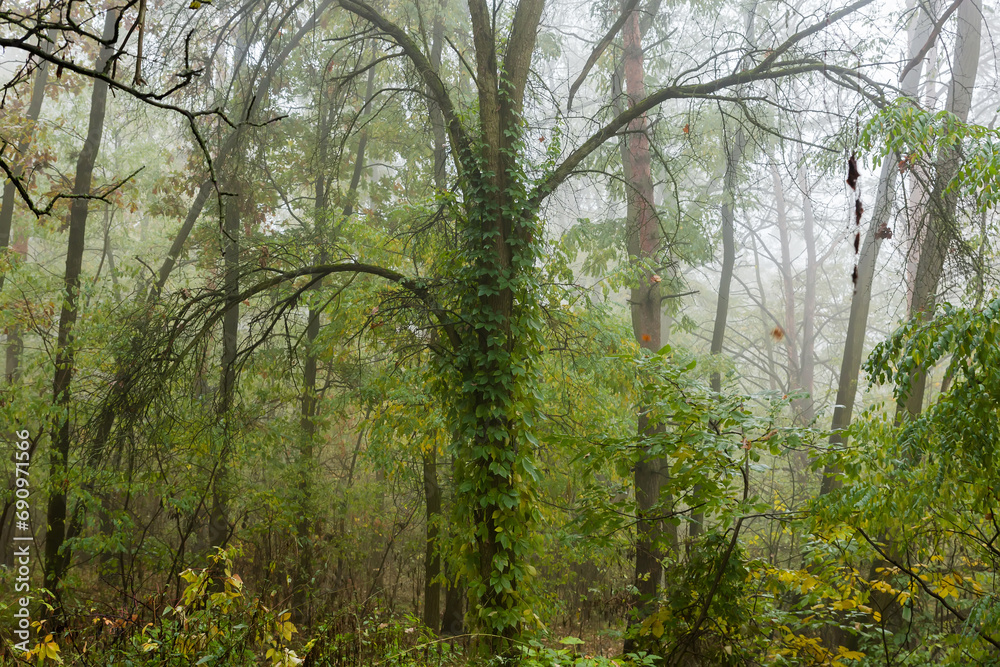 Fragment of autumn birch and pine forest in foggy morning