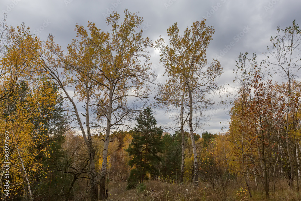 Old aspens in autumn forest on hillside in overcast morning Old aspens in autumn forest on hillside in overcast morning