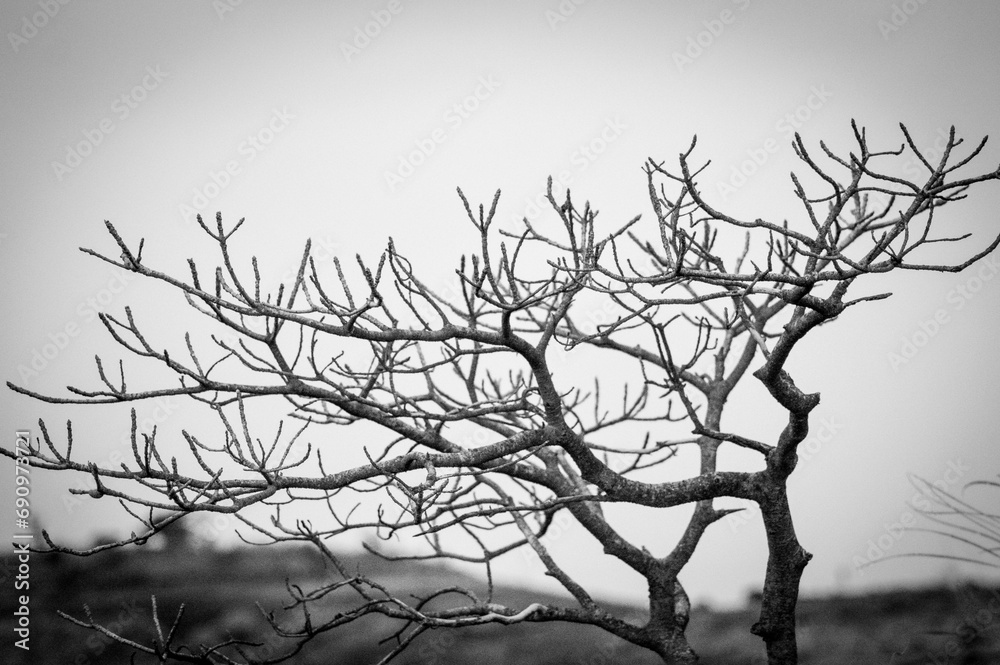 Fototapeta premium silhouette of a tree