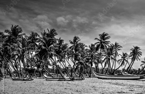 Boat and Coconut Trees on the beach in still frame  © vipul
