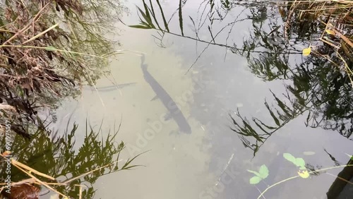 Large fresh water northern pike Esox lucius swimming in clear pool with sandy bottom photo