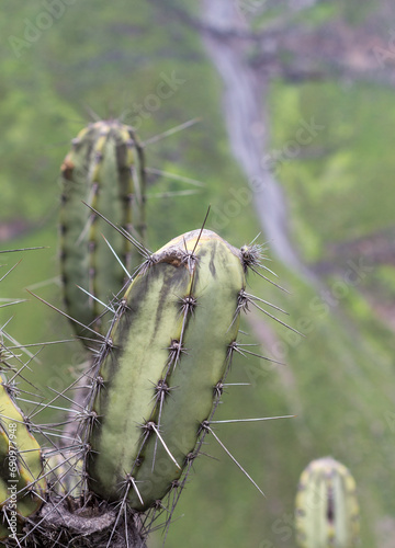 Cactus art : creative and artistic compostion with a close up of a cactus in the foreground and the green Colca Canyon, in the background, Peru. Wild Armatocereus matucanensis. photo