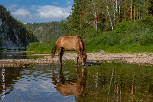 A bay horse drinks water from a mountain river