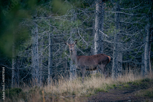 Veado photo