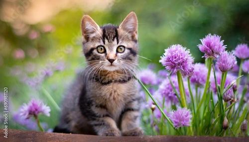 かわいい子猫とチャイブの花