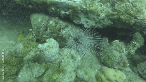 Sea Urchin (Diadema antillarum) - White Long-Spined Sea Urchins at a Coral Reef in the Caribbean Sea photo