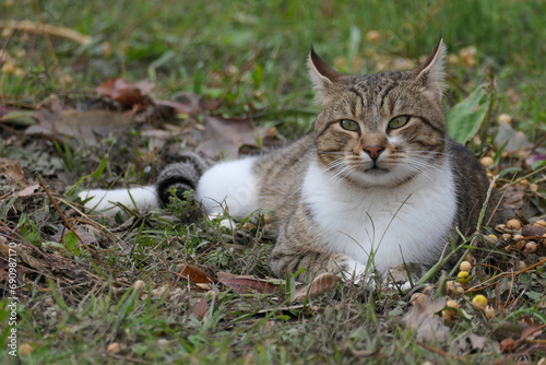 cat in the grass