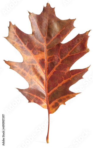 Autumn season. Oak leaf isolated on white